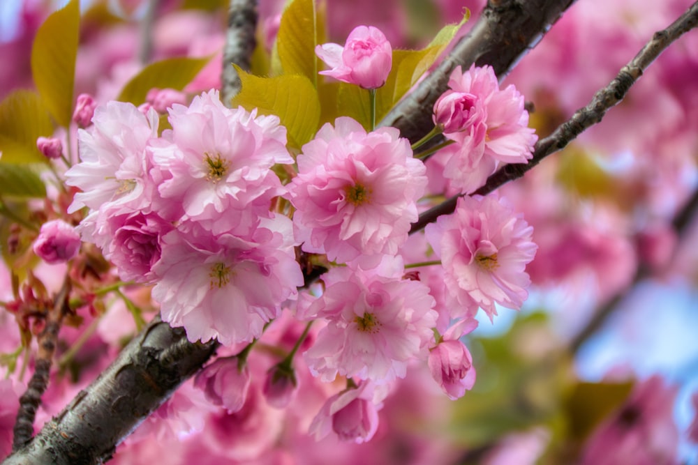 pink flowers on green leaves