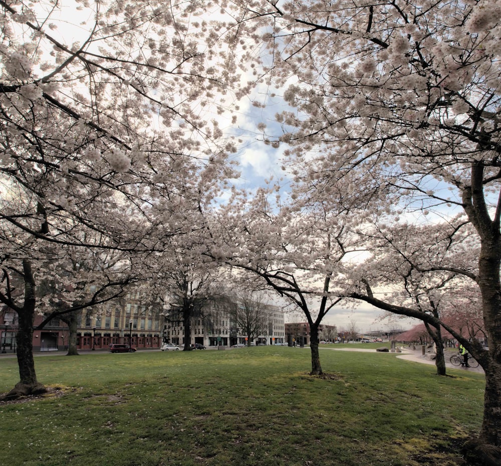 Campo de hierba verde con árboles durante el día