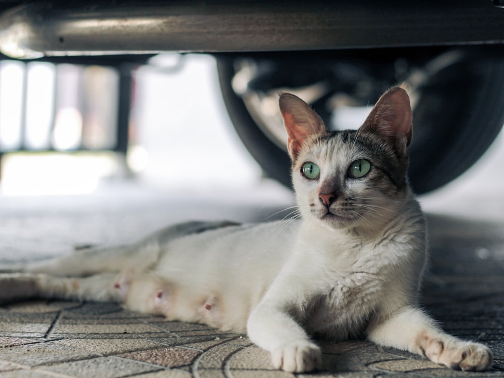 white and brown cat lying on brown textile