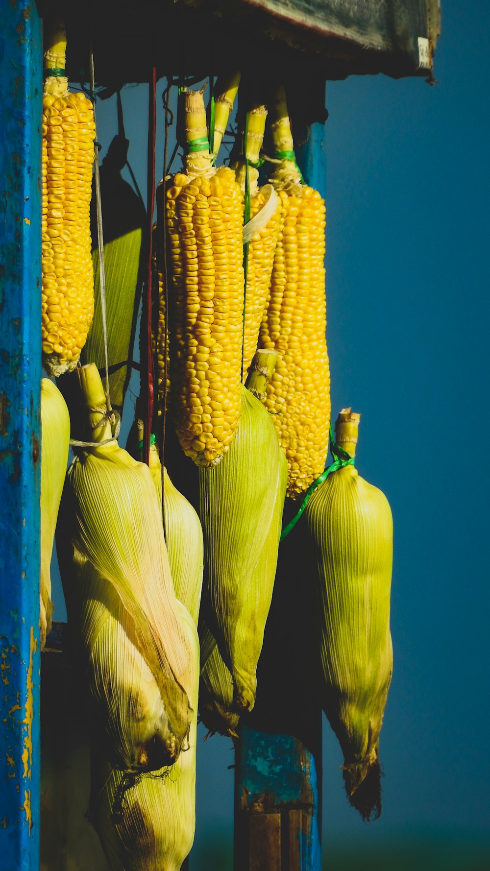 yellow corn on blue background