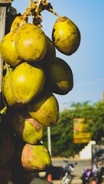 yellow and green fruit during daytime