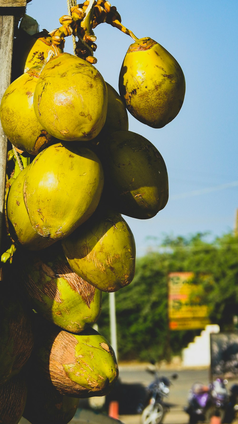 yellow and green fruit during daytime