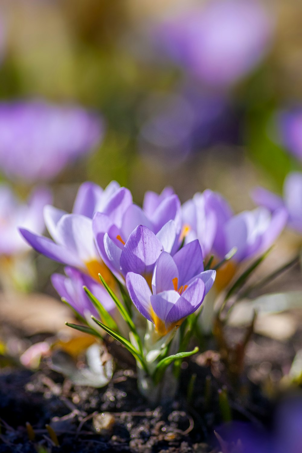 purple crocus flowers in bloom during daytime