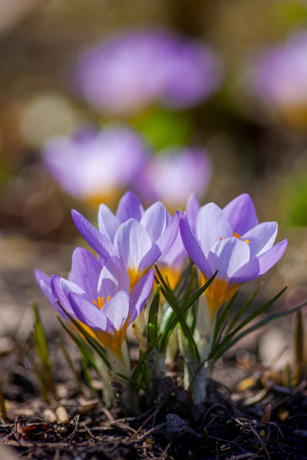 flores roxas de açafrão em flor durante o dia