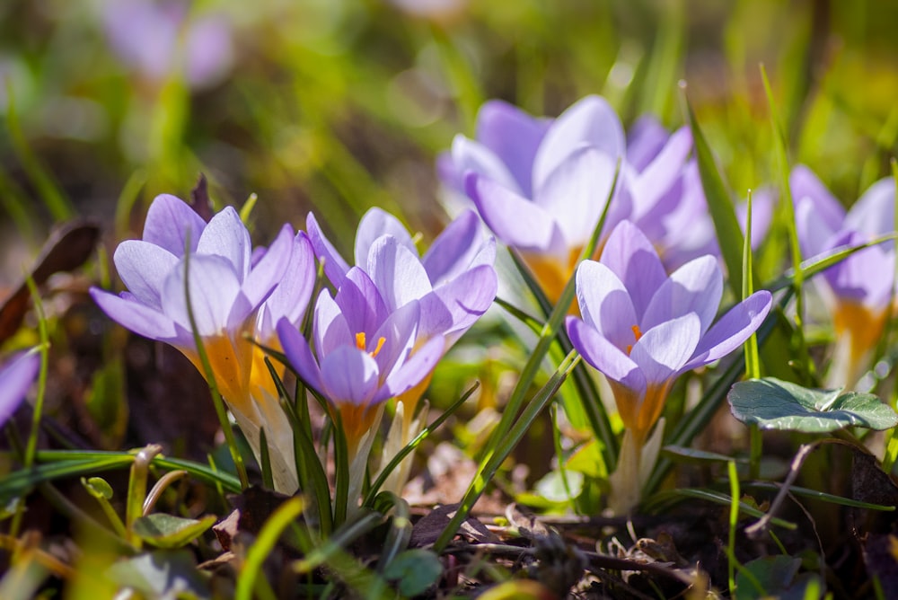 Violette Krokusblüten blühen tagsüber