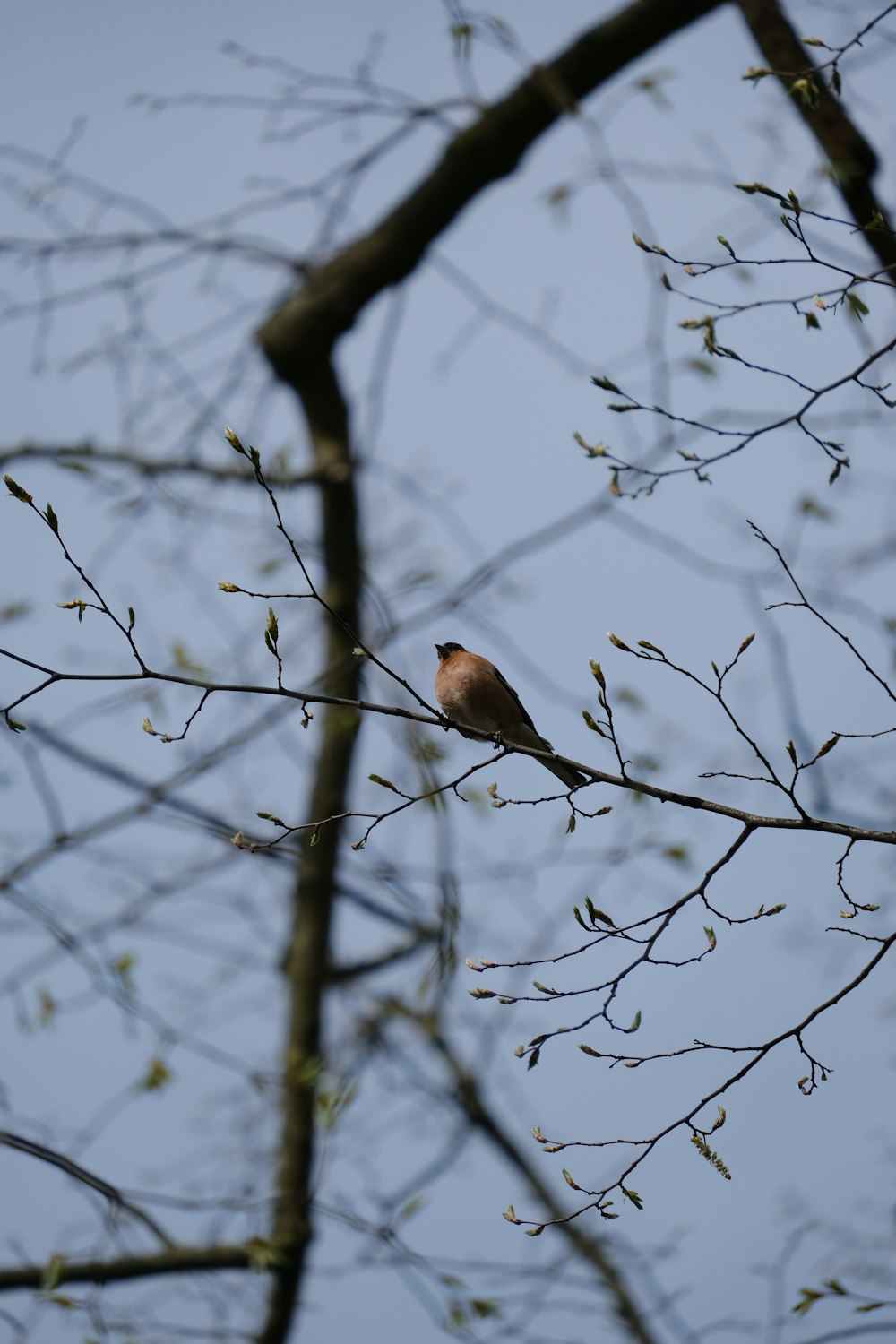 brown bird on bare tree during daytime