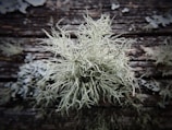 A close-up view of a pale green lichen growing on a weathered wooden surface. The lichen appears delicate with intricate, branching structures. Surrounding the main lichen, smaller patches of similar lichen can be seen scattered on the wood. The wooden surface has a rustic, aged texture with various cracks and lines.