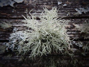 A close-up view of a pale green lichen growing on a weathered wooden surface. The lichen appears delicate with intricate, branching structures. Surrounding the main lichen, smaller patches of similar lichen can be seen scattered on the wood. The wooden surface has a rustic, aged texture with various cracks and lines.