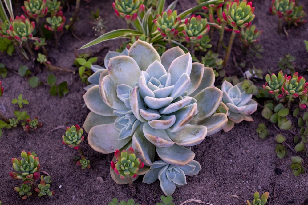 green and white flower on black soil