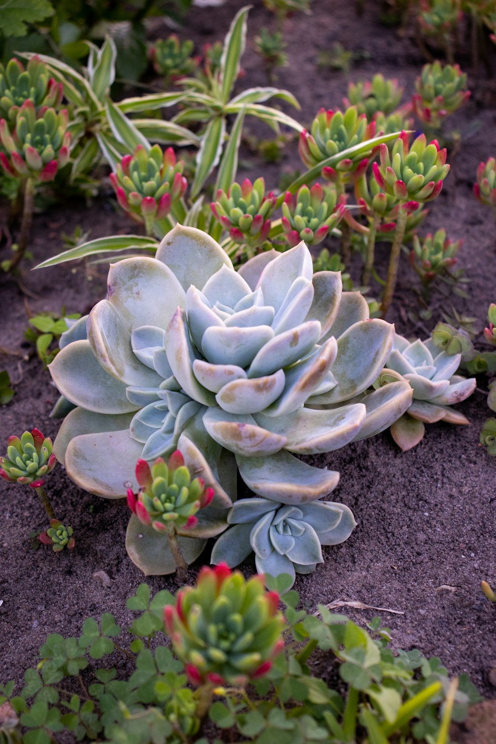 green and white plant on black soil