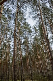 A dense forest with numerous tall, slender trees reaching upwards. The sky is partly visible through the canopy formed by the treetops. The forest floor is covered with low vegetation, and the trees are uniformly straight, creating a serene and untouched natural environment.