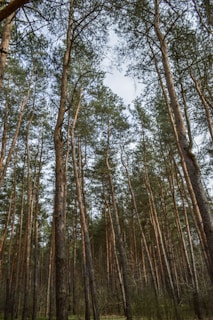 A dense forest with numerous tall, slender trees reaching upwards. The sky is partly visible through the canopy formed by the treetops. The forest floor is covered with low vegetation, and the trees are uniformly straight, creating a serene and untouched natural environment.