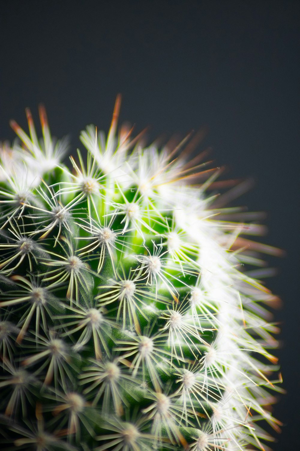 green and white dandelion flower