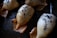 A close-up view of baked dumpling-like pastries with a golden-brown top. They are sprinkled with black sesame seeds and arranged on a dark baking sheet.