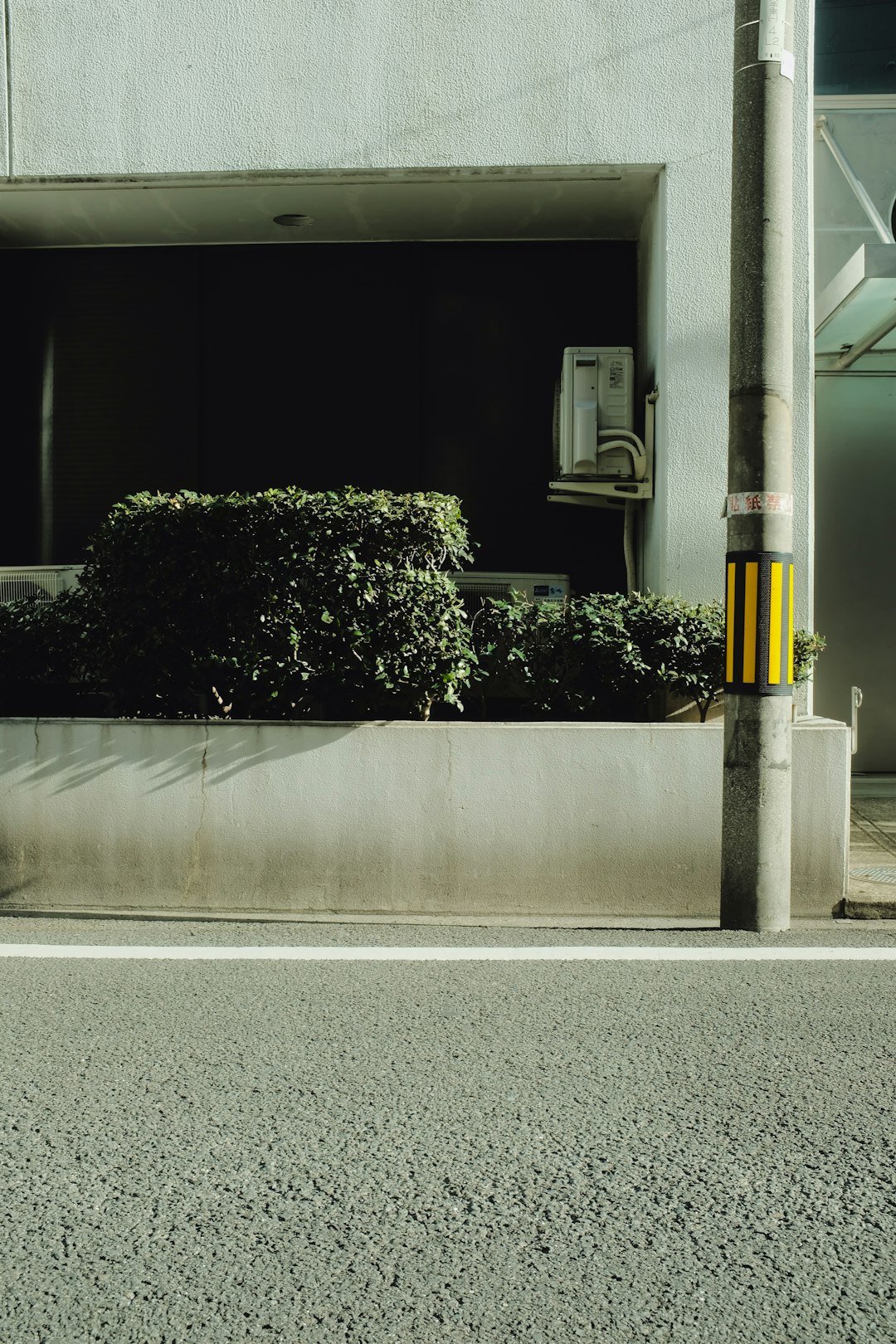 green plant on gray concrete wall