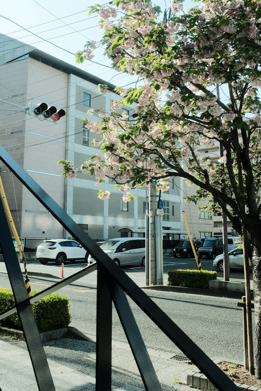 white cherry blossom tree near white building during daytime