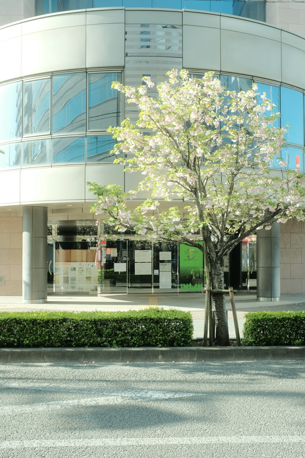 green tree in front of white concrete building