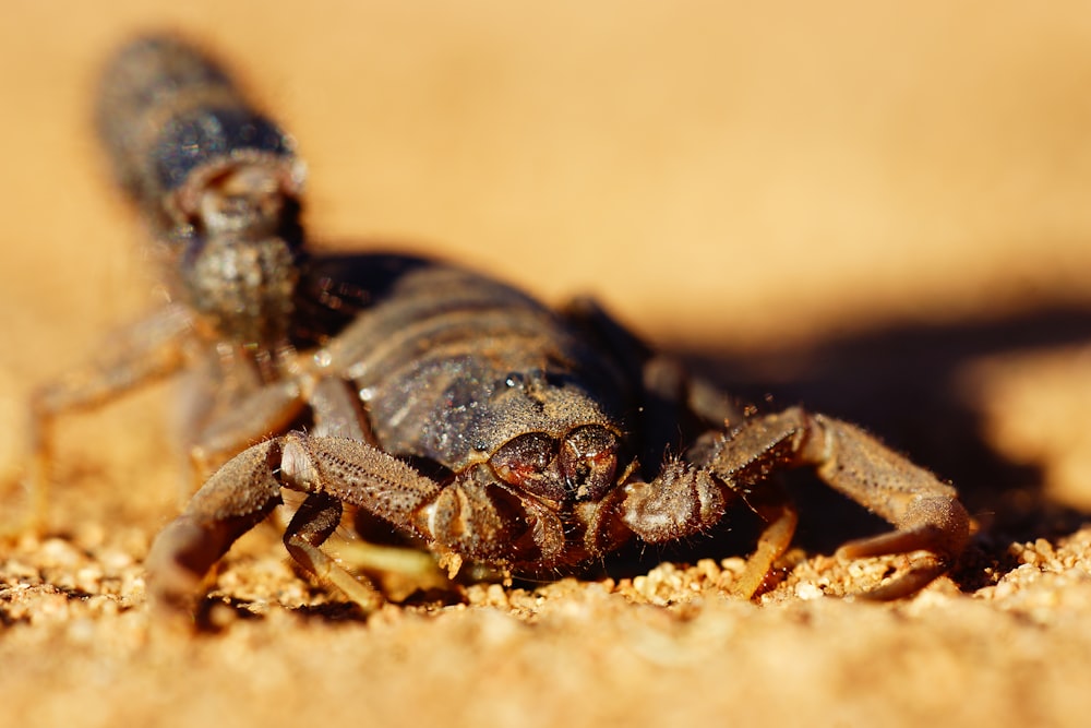 araña negra y marrón sobre arena marrón