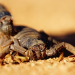 black and brown spider on brown sand