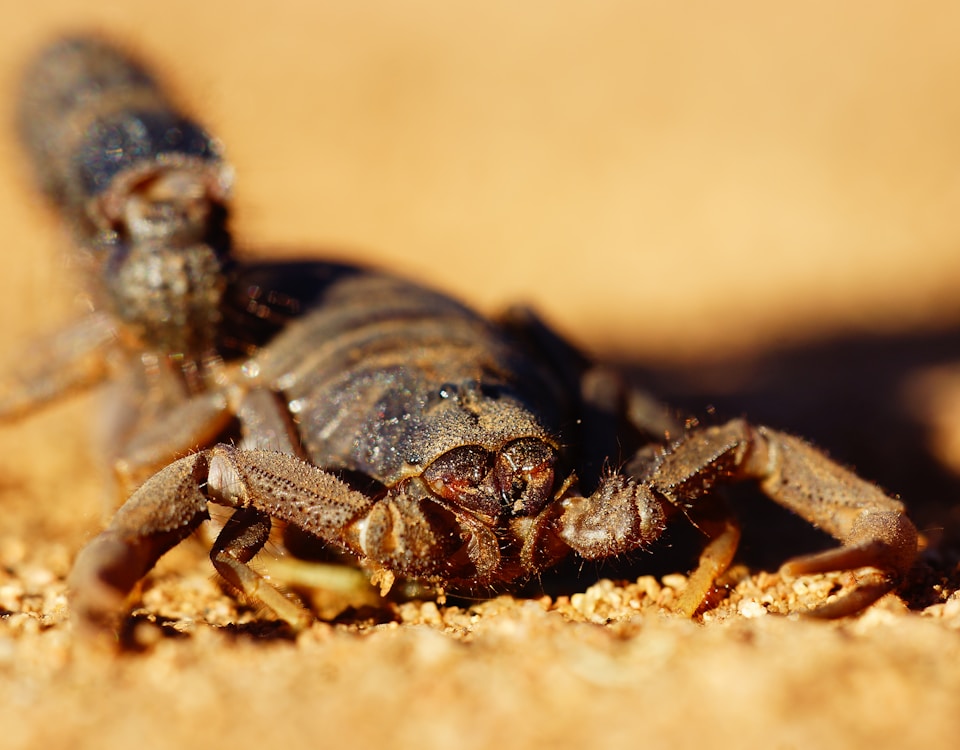 black and brown spider on brown sand