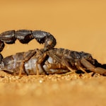 black and gray crab on brown sand