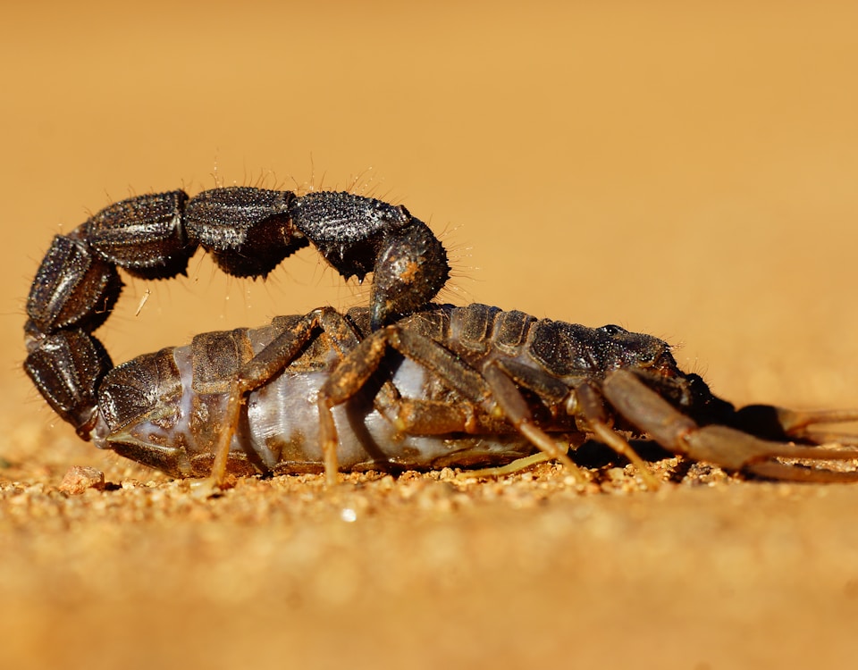 black and gray crab on brown sand