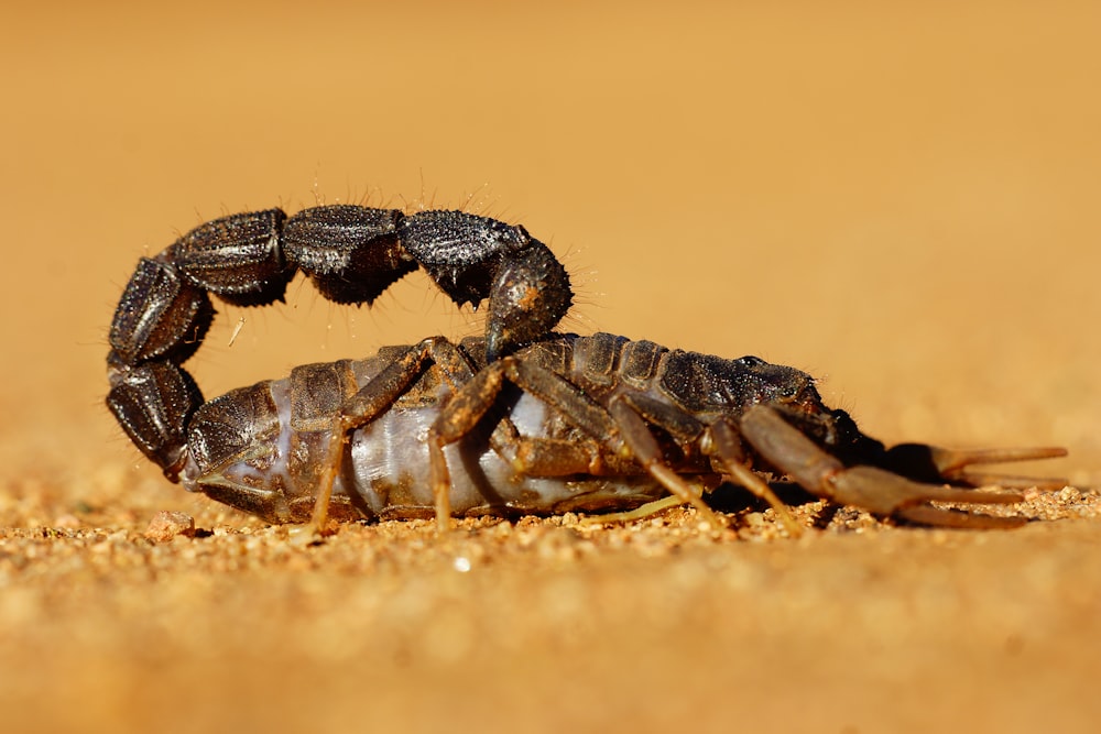 Schwarze und graue Krabbe auf braunem Sand