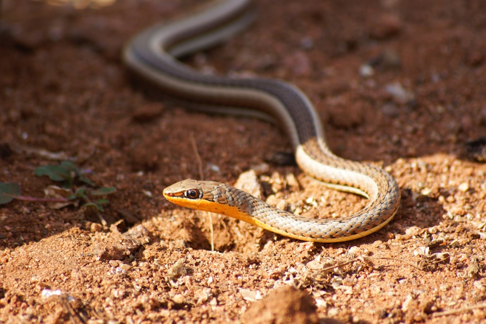 serpiente negra y amarilla sobre suelo marrón