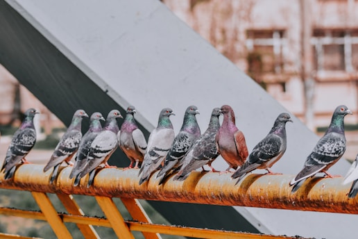 Pigeons