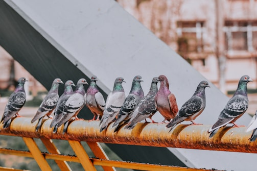 four gray pigeons on brown metal bar