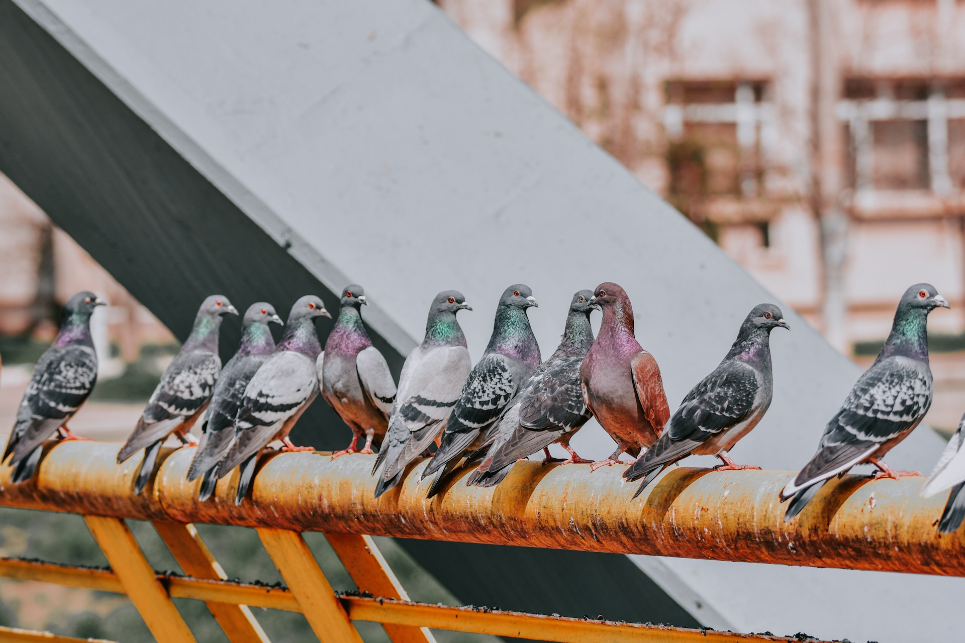 four gray pigeons on brown metal bar