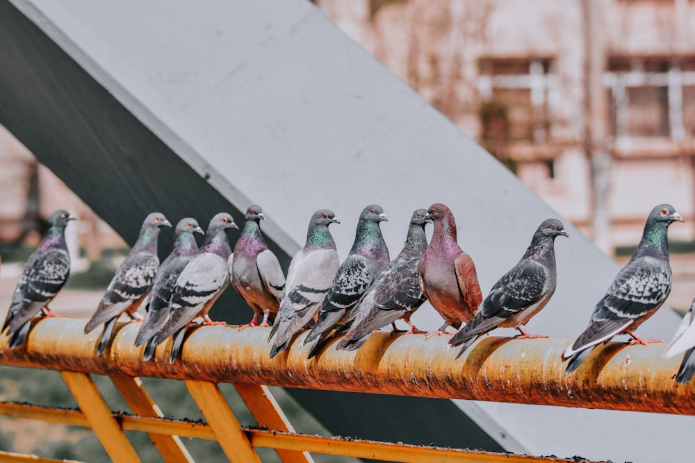 four gray pigeons on brown metal bar