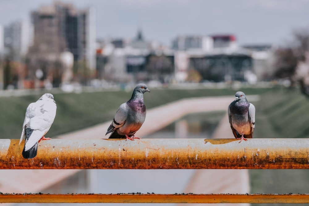 gray and white bird on brown wooden fence during daytime