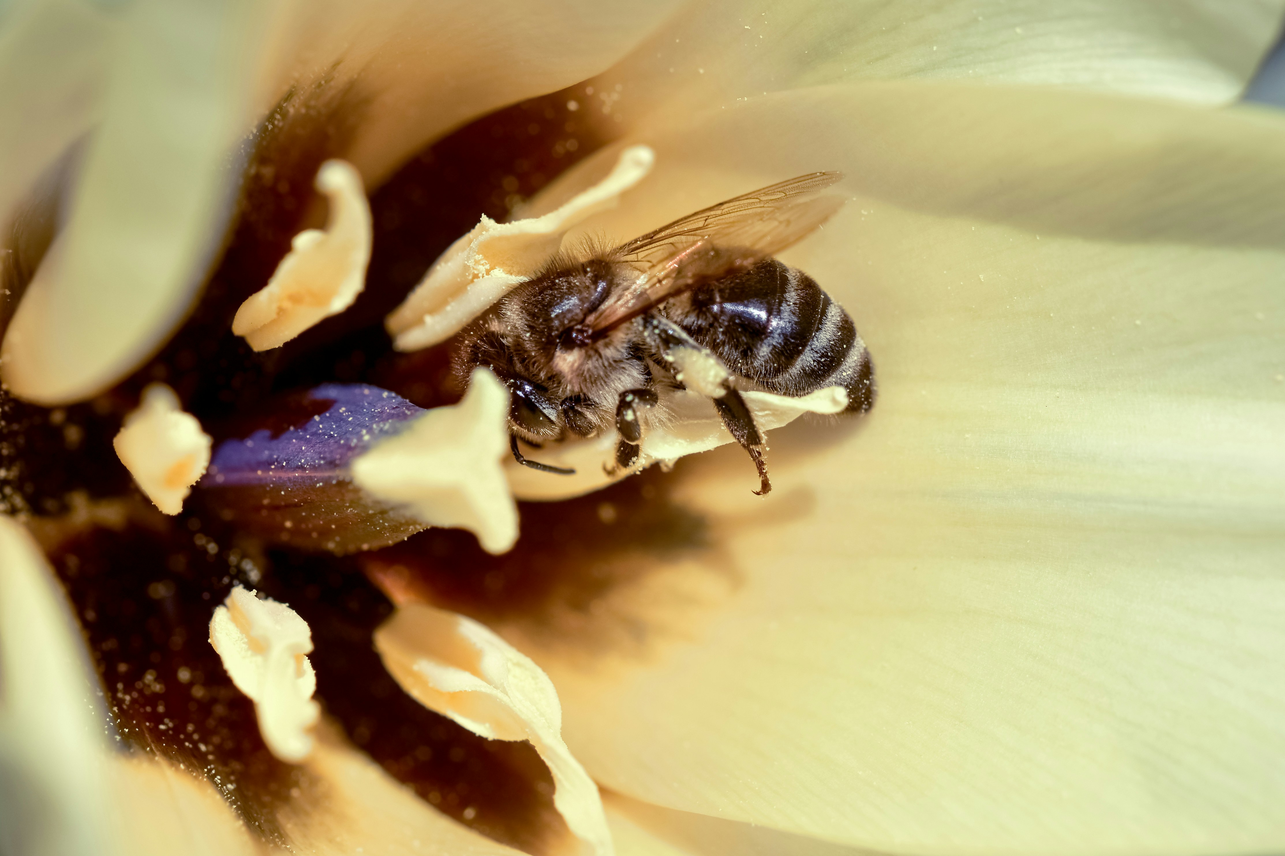Controlling Small Hive Beetles in a Bee Hive - step by step process guide