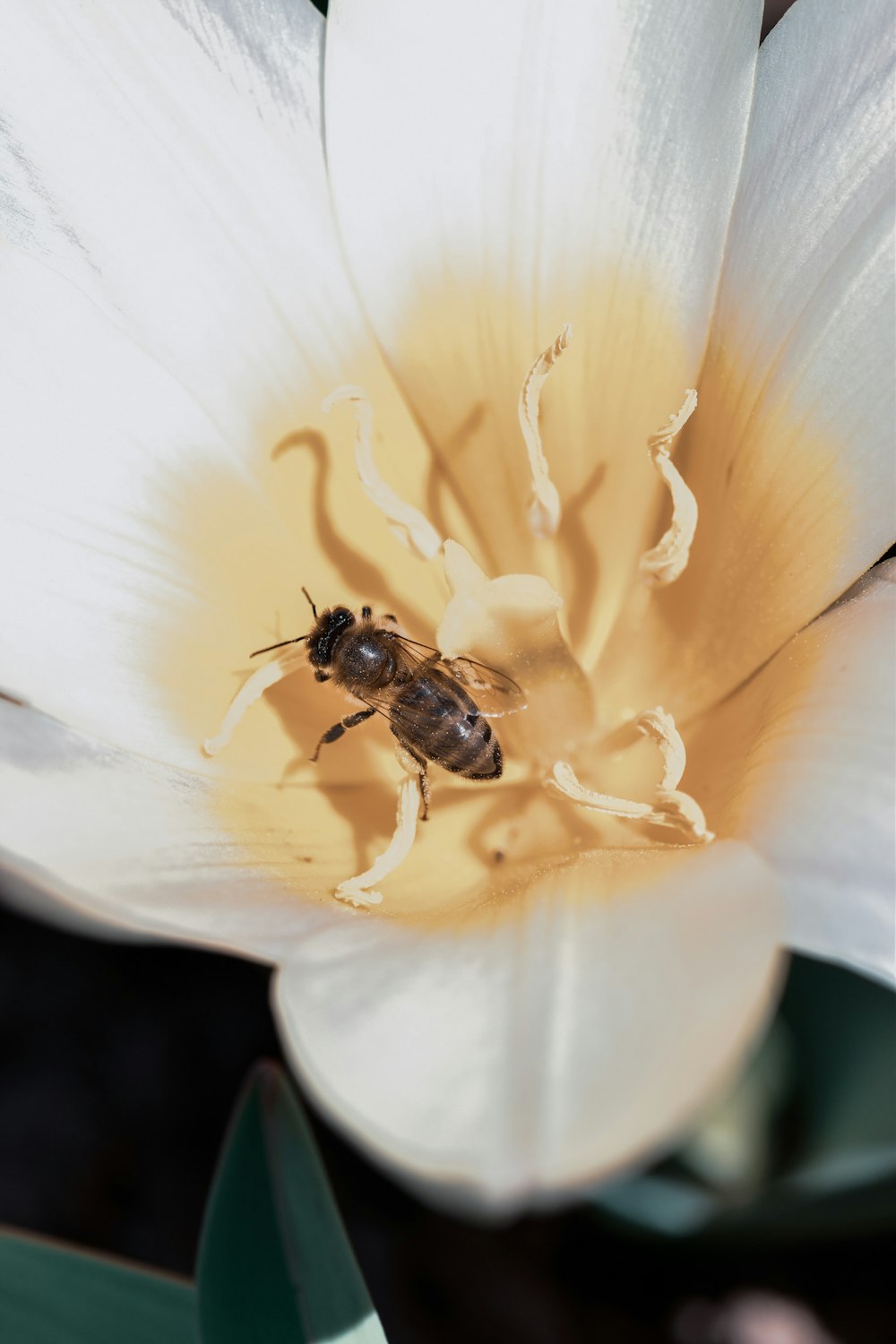 abeja negra y marrón sobre flor blanca