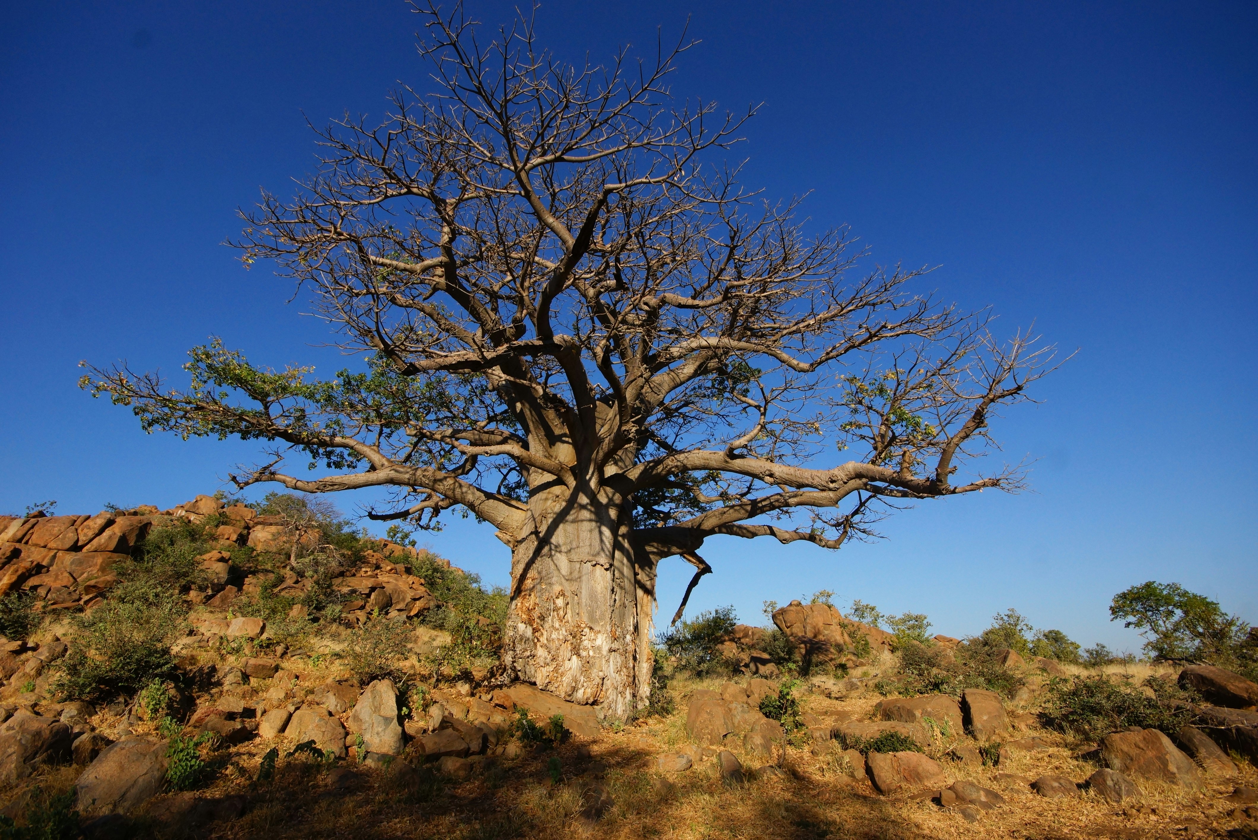 Baobab tree