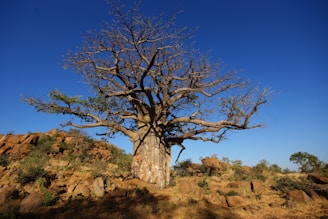 brown bare tree on brown grass field under blue sky during daytime