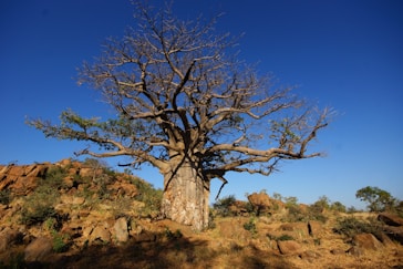 brown bare tree on brown grass field under blue sky during daytime