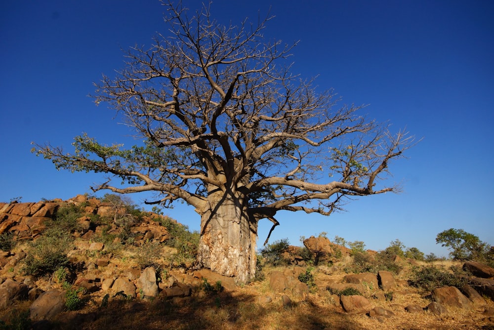 brown bare tree on brown grass field under blue sky during daytime