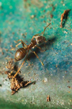 Close-up of a pest control expert inspecting a kitchen corner for ants.