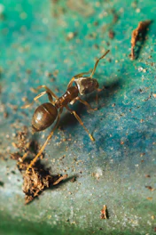 Close-up of a technician carefully inspecting a home's baseboard for ant trails.