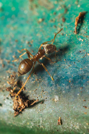 Close-up of a pest control expert inspecting a kitchen corner for ants.