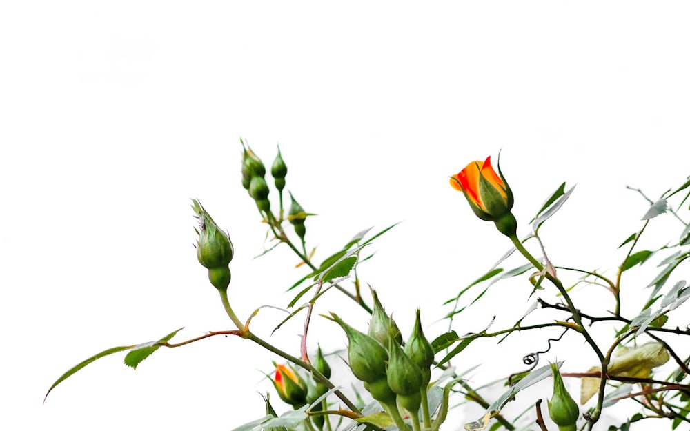 red and green flower buds