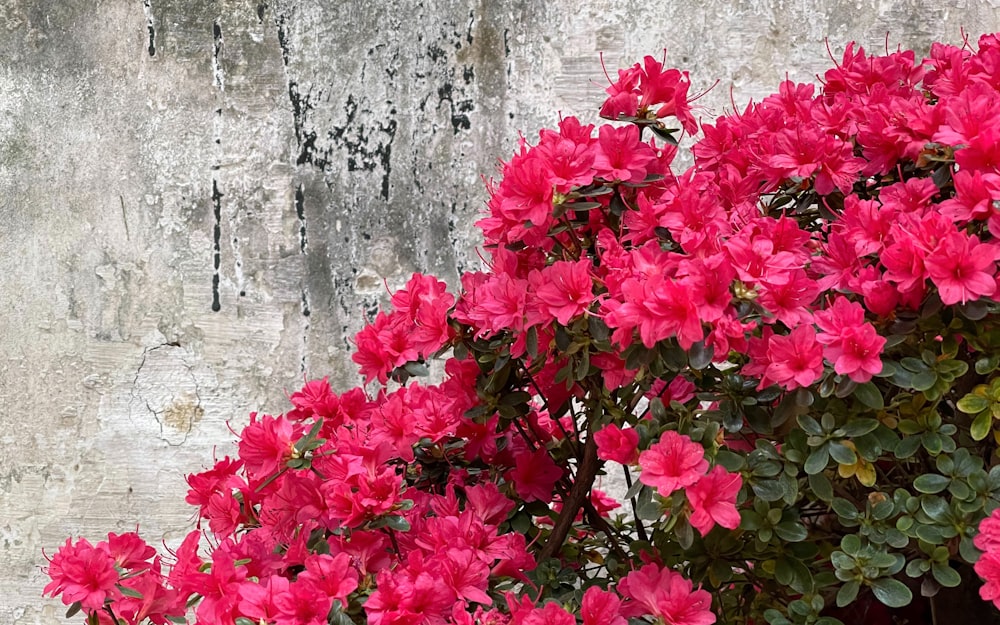 red flowers on gray concrete wall