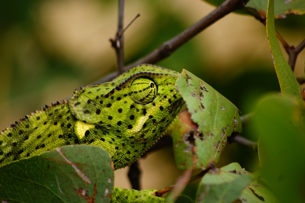 green chameleon on green leaf