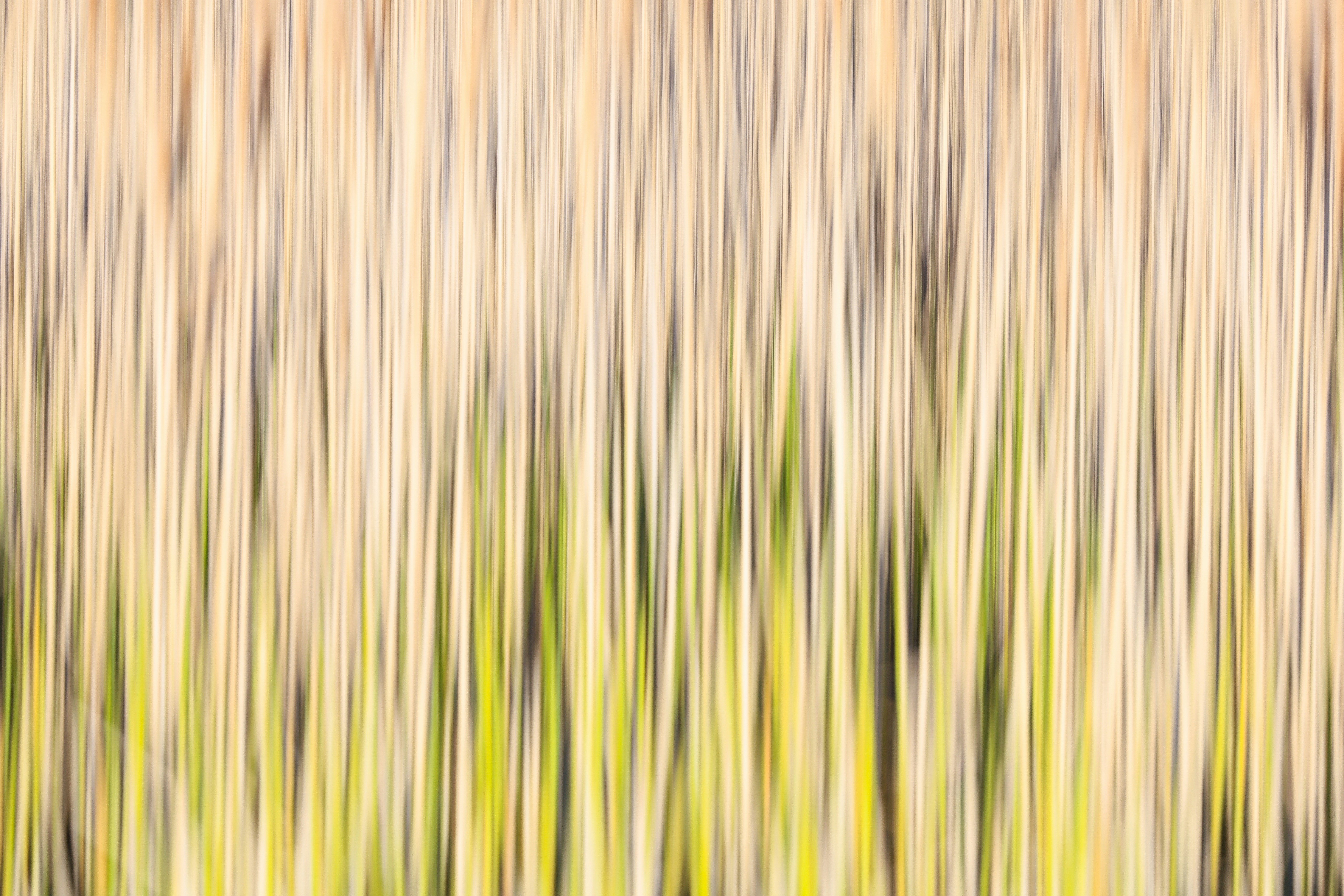 Photo by grievek1610begur