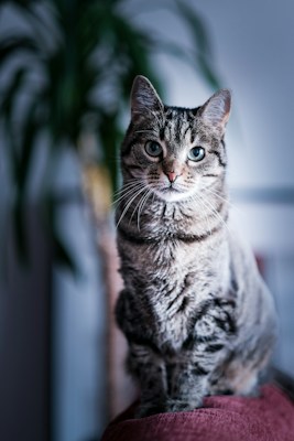 A tabby cat with striking markings sits upright, gazing intently, with a background featuring a blurred indoor plant adding a touch of greenery.