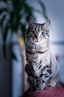 A tabby cat with striking markings sits upright, gazing intently, with a background featuring a blurred indoor plant adding a touch of greenery.