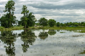 green trees beside river under cloudy sky during daytime