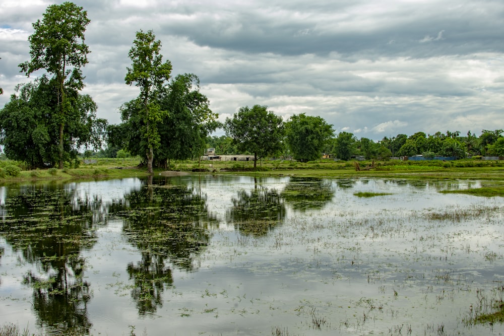 alberi verdi accanto al fiume sotto il cielo nuvoloso durante il giorno